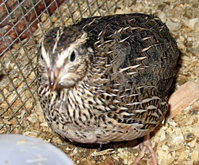 Female-quail